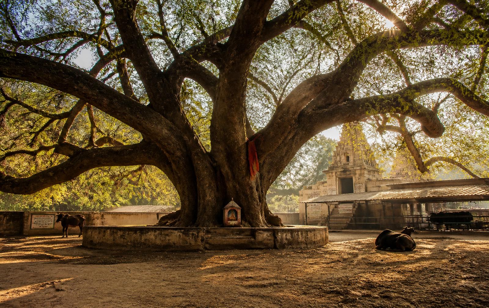 Heritage tree